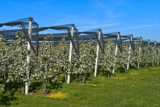 Intensively managed apple tree plantation in low trunk culture during flowering