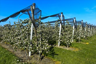 Intensively managed apple tree plantation in low trunk culture during flowering
