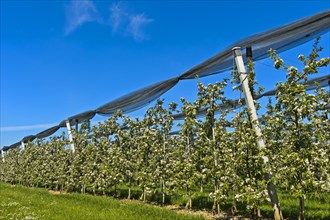 Intensively managed apple tree plantation in low trunk culture during flowering