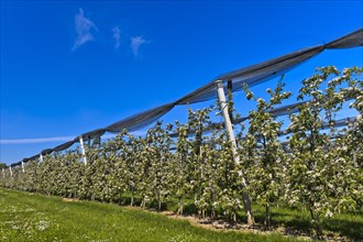 Intensively managed apple tree plantation in low trunk culture during flowering