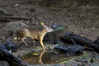 Lesser mouse-deer or kanchil (Tragulus kanchil) at waterhole