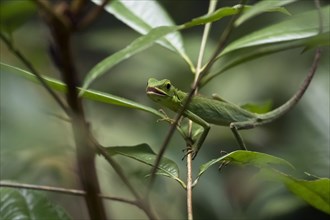Green Crested Lizard (Bronchocela cristatella) in the tree