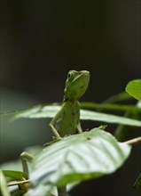 Green Crested Lizard (Bronchocela cristatella) between leaves