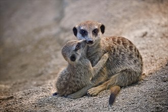 Meerkats (Suricata suricatta)