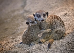 Meerkats (Suricata suricatta)