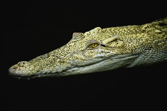Saltwater crocodile (Crocodylus porosus)