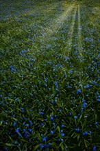 Meadow with Alpine squill (Scilla bifolia)