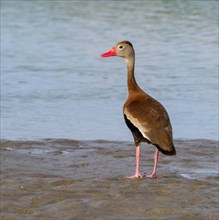 Black-bellied whistling duck (Dendrocygna autumnalis) staying in tidal marsh