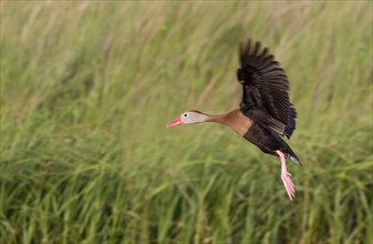 Black-bellied whistling duck (Dendrocygna autumnalis) flying