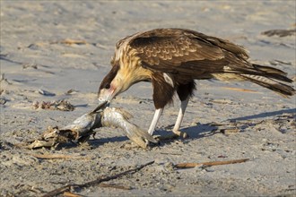 Young Crested Caracara (Caracara cheriway) with dead fish on sandy beach