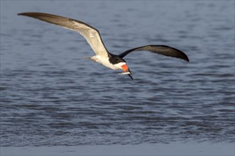 Black skimmer (Rynchops niger) flying with a caught fish over the ocean