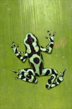 Green and black poison dart frog (Dendrobates auratus) on green leaf