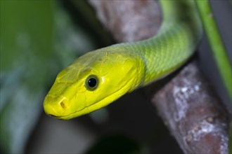 Eastern green mamba (Dendroaspis angusticeps)