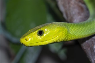 Eastern green mamba (Dendroaspis angusticeps)