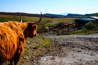 Scottish Highland cattle (Bos primigenius taurus) on a dirt road