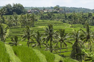 Rice terraces of Jatiluwih