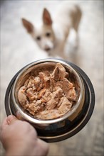 Hand reaches feeding bowl with dog food