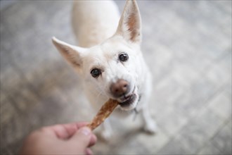 Dog gets a treat as a reward