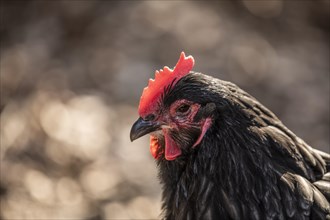 Black Domestic Chicken (Gallus gallus domesticus)
