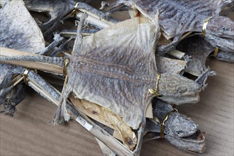 Dried gliding lizards for sale