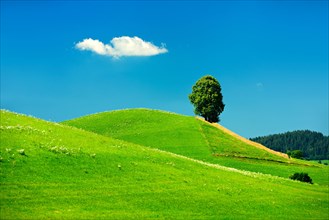 Hill with green meadow and solitary linden tree (Tilia)