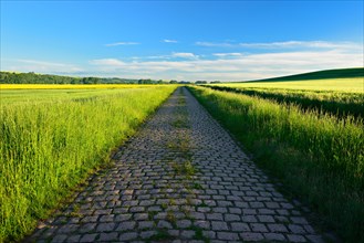 Road with old cobblestone pavement through fields under a blue sky in spring