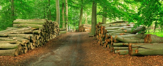 Beech forest with stacked tree trunks on a forest path