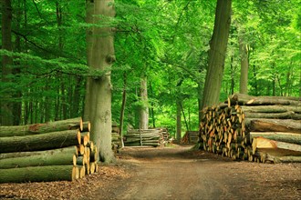 Beech forest with stacked tree trunks on a forest path