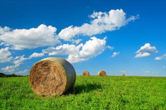 Hay bales on green meadow with clover under blue sky with white clouds