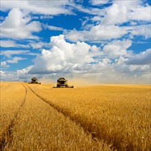 Two combine harvesters in the cornfield harvesting barley