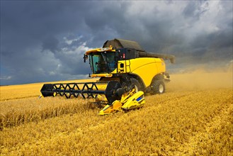 Combine harvester in cornfield harvests barley