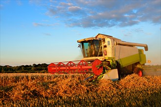 Combine harvester in cornfield harvests Wheat (Triticum)