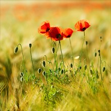 Red Poppy (Papaver) flowers in the barley field