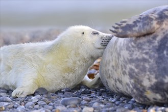 Grey seals (Halichoerus grypus)