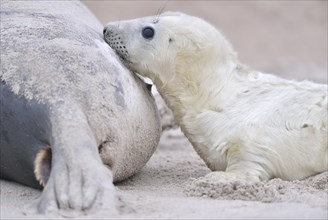 Grey seals (Halichoerus grypus)