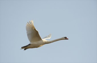 Flying Swan (Cygnus olor)