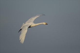 Bewick's swan (Cygnus columbianus bewickii) adult bird in flight