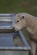 Domestic lamb (Ovis aries) drinking from a trough