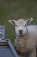 Domestic lamb (Ovis aries) standing by a drinking trough