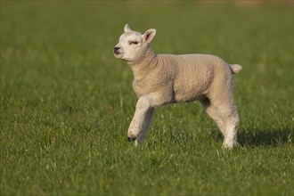 Domestic lamb (Ovis aries) running across a grass field