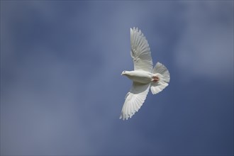 White dove (Streptopelia risoria) in flight