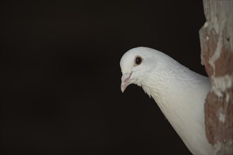 White dove (Streptopelia risoria)