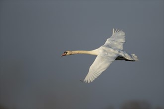 Mute swan (Cygnus olor)