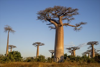 Grandidier's Baobabs (Adansonia grandidieri)