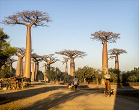 Grandidier's Baobabs (Adansonia grandidieri)