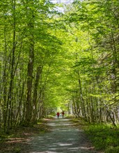 Two hikers on path through deciduous forest