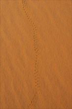 Trace of a beetle in red sand