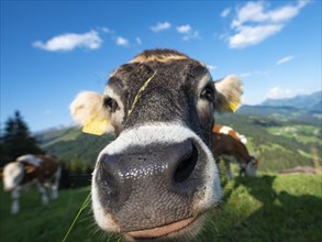 Curious young calf (Bos primigenius taurus) stretches snout to camera