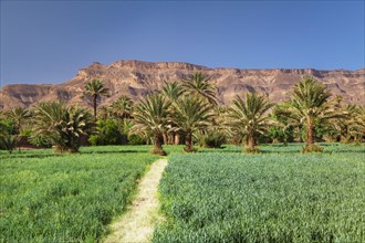 Palm grove in the Draa Valley