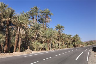 Palm trees at the edge of the road through the Draa Valley